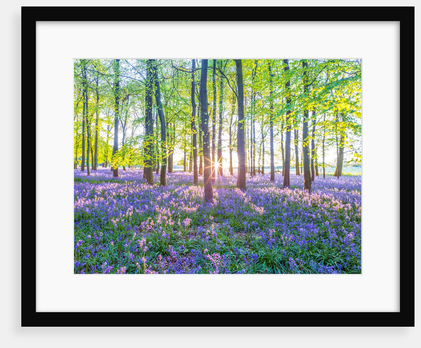 Bluebells by Assaf Frank